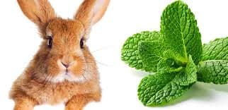 Can Rabbits Eat Mint