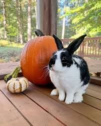Pumpkins and Bunnies