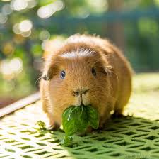 Guinea Pigs Indulge