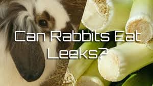 Can Rabbits Eat Leeks