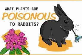 Poisonous to Rabbits