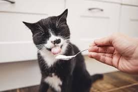 Do Cats Eat Yogurt?