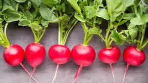 Rabbits Eat Radish Stems and Leaves