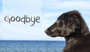 Saying Goodbye to Your Dog