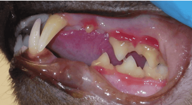 Gingivitis in Cats