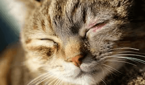 Cat eye infections
