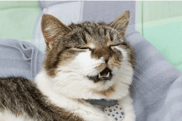 My Cat Is Sneezing a Lot in a Row