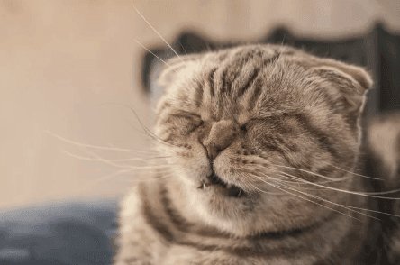 My Cat Is Sneezing a Lot in a Row