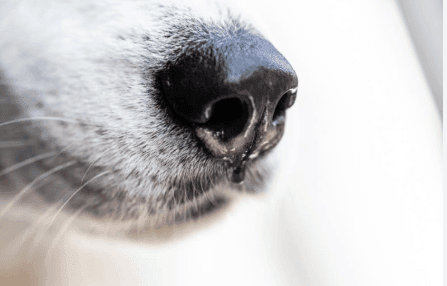 Why Is My Dog’s Nose Running?