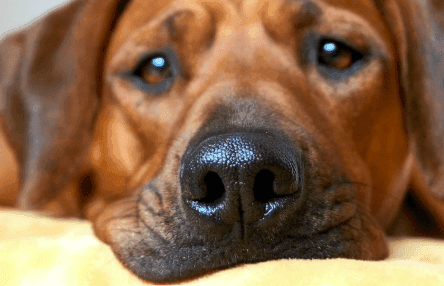 Why Is My Dog’s Nose Running?