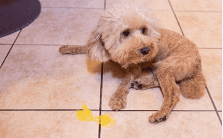 Why Is My Dog Throwing Up Yellow Vomit?