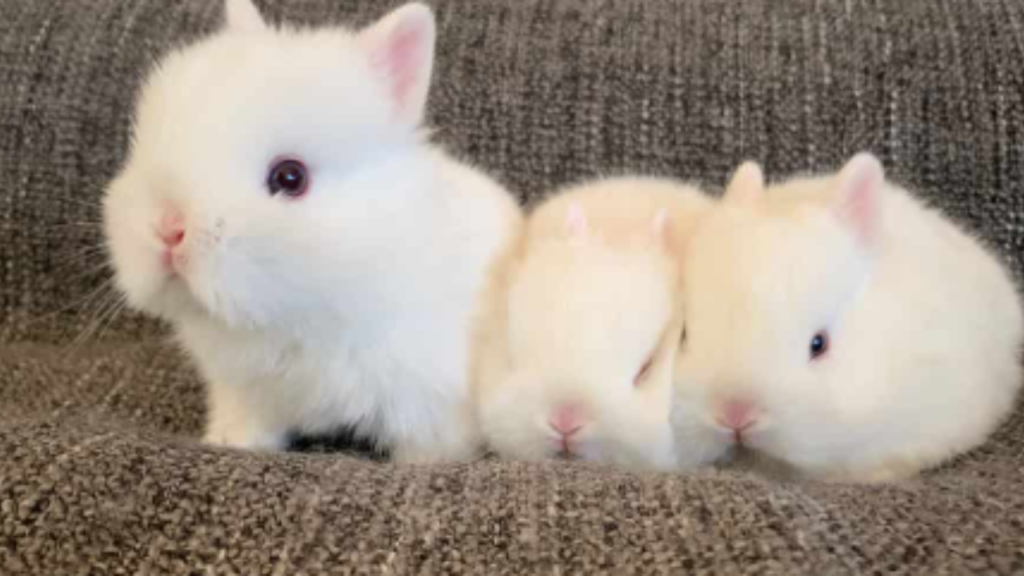 Netherland Dwarf Rabbit Cost