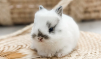 Dwarf Rabbit Cost