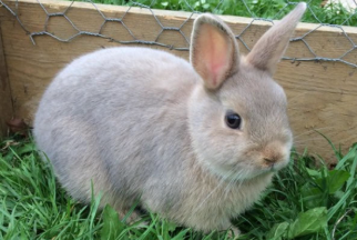 Dwarf Rabbit Cost