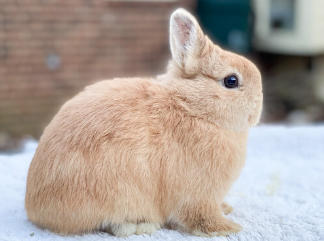 Dwarf Rabbit Cost