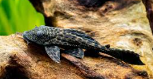 Plecos