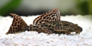 Plecos