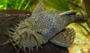 plecos