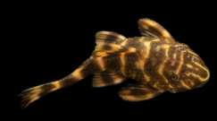 Plecos