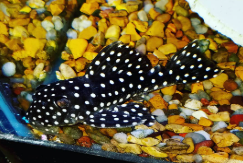 Plecos