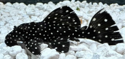 Plecos