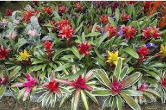 Snakes Habitats (Bromeliads)