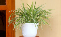 Snakes Habitats Spider Plant (Chlorophytum comosum)