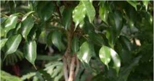 Snakes habitats Ficus (Weeping Fig)