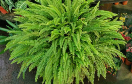 Snakes habitats Boston Fern (Nephrolepis exaltata)