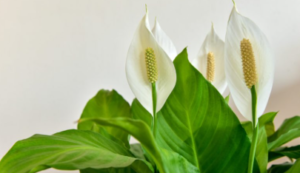 Snakes habitats Peace Lily (Spathiphyllum)