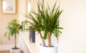 Snakes Habitats Dracaena