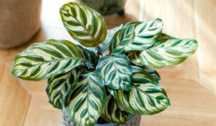 Snakes habitats (Calathea)