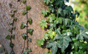 Snakes habitats (Ivy (Hedera helix)