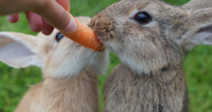 Rabbit Eat Oranges