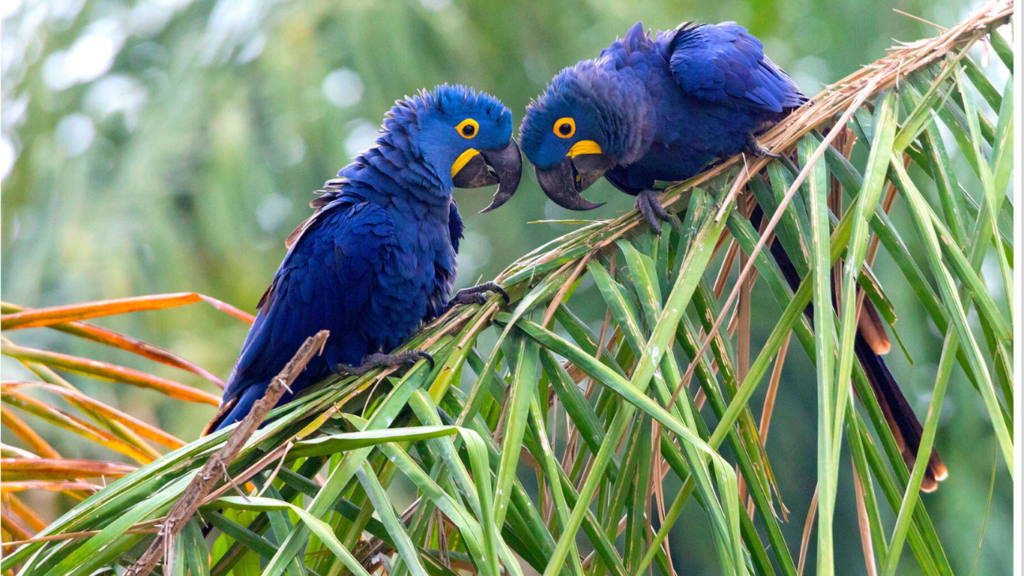 Hyacinth Macaw Cost