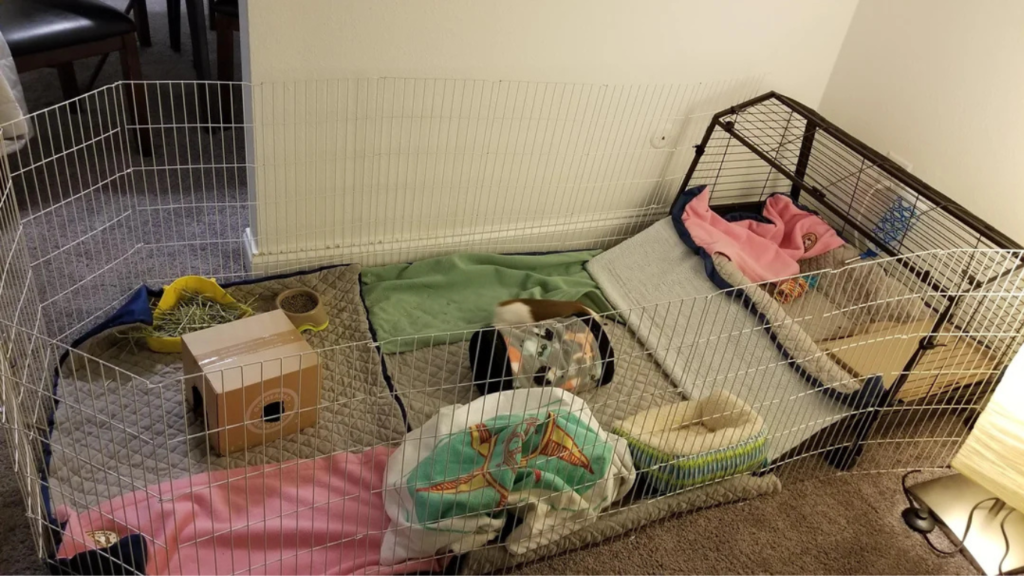 Cat-Proof a Guinea Pig Cage