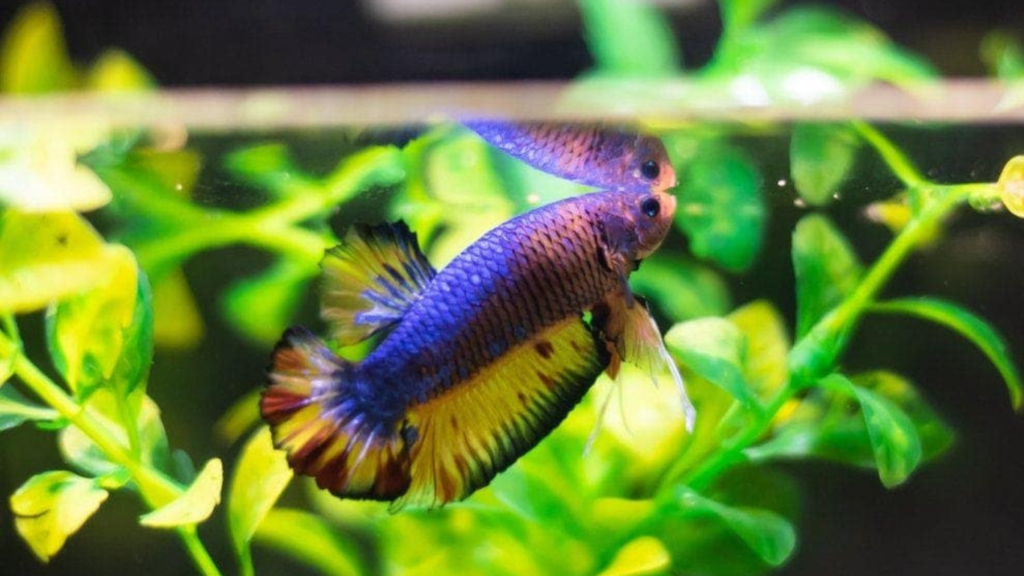 Bloated Betta Fish