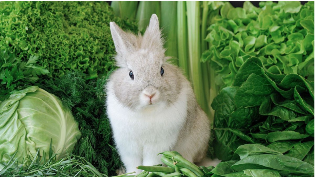 Can Rabbits Eat Cilantro