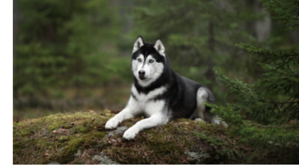 Do Huskies Have Lower Energy Levels in Summer?