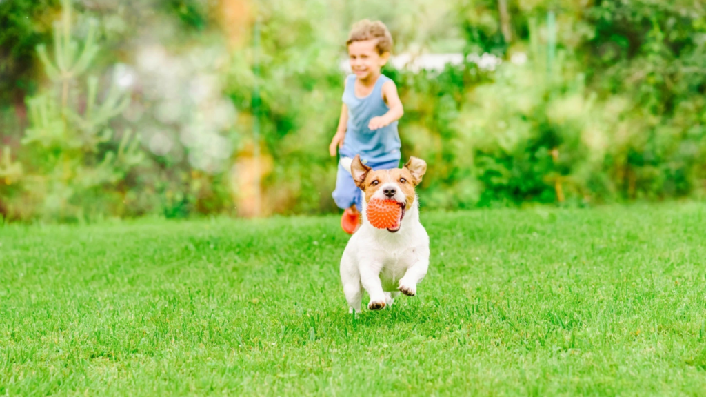 Can Kids and Pets Use a Lawn After Treatment