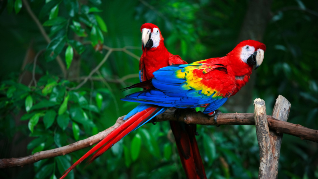 Macaw Cost?