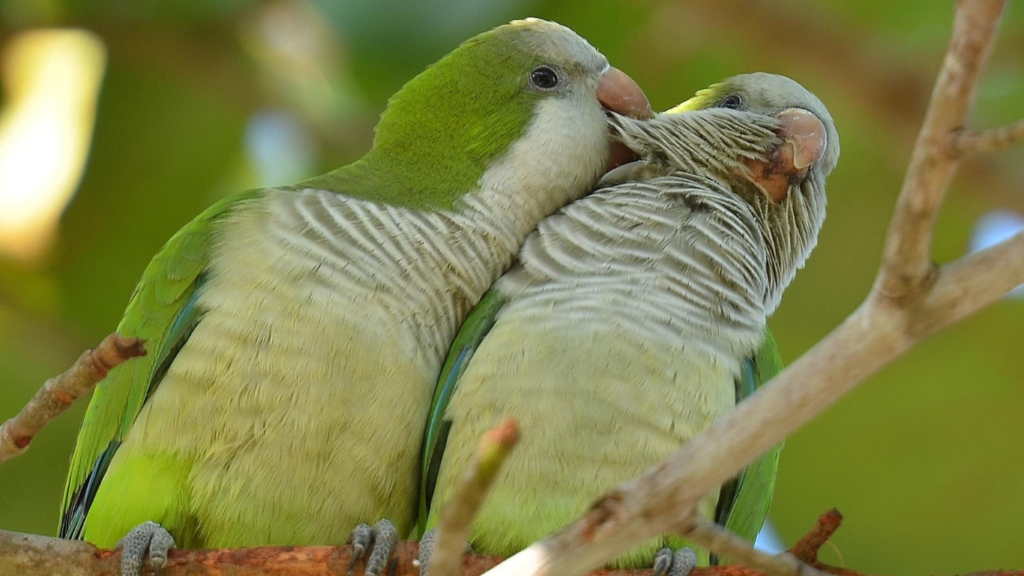 Quaker Parrot Cost