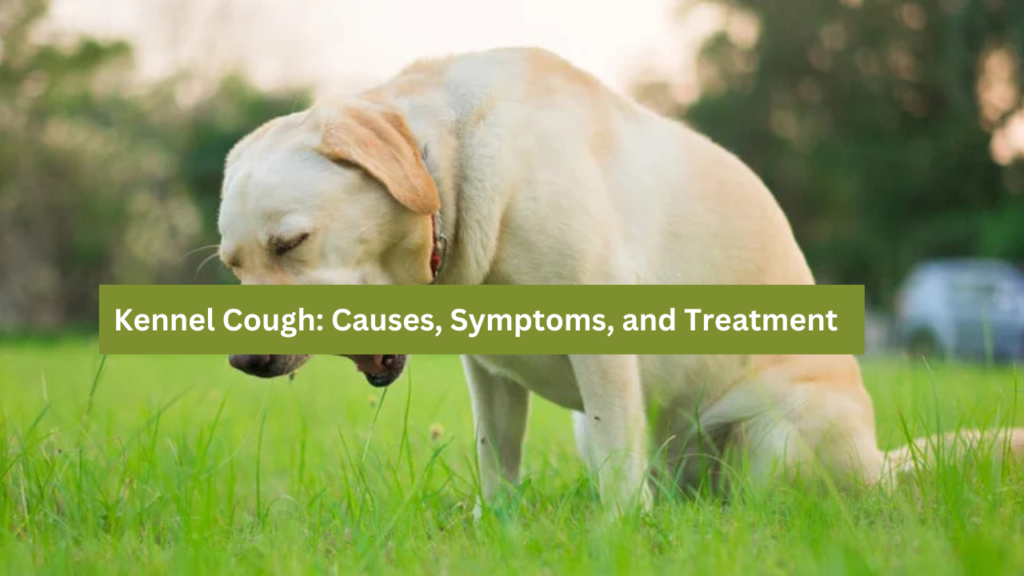 Kennel Cough: Causes, Symptoms, and Treatment