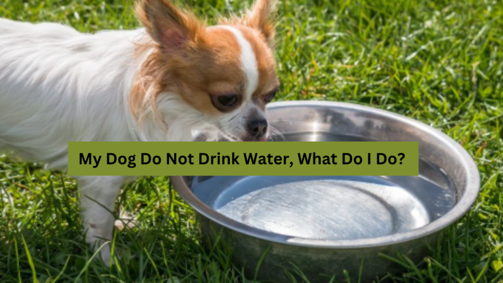 My Dog Do Not Drink Water, What Do I Do?