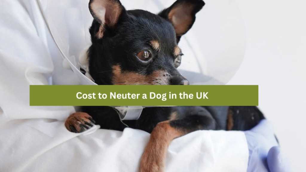 Cost to Neuter a Dog in the UK?