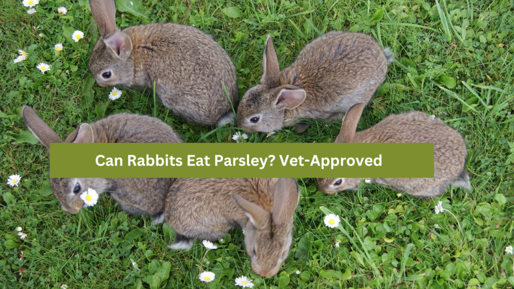 Can Rabbits Eat Parsley?