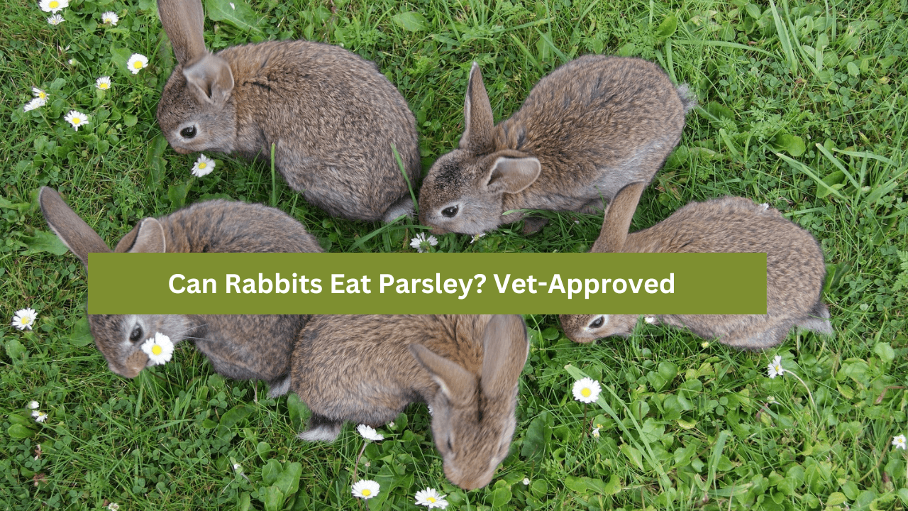 Can Rabbits Eat Parsley? Vet-Approved Safety Facts & FAQ