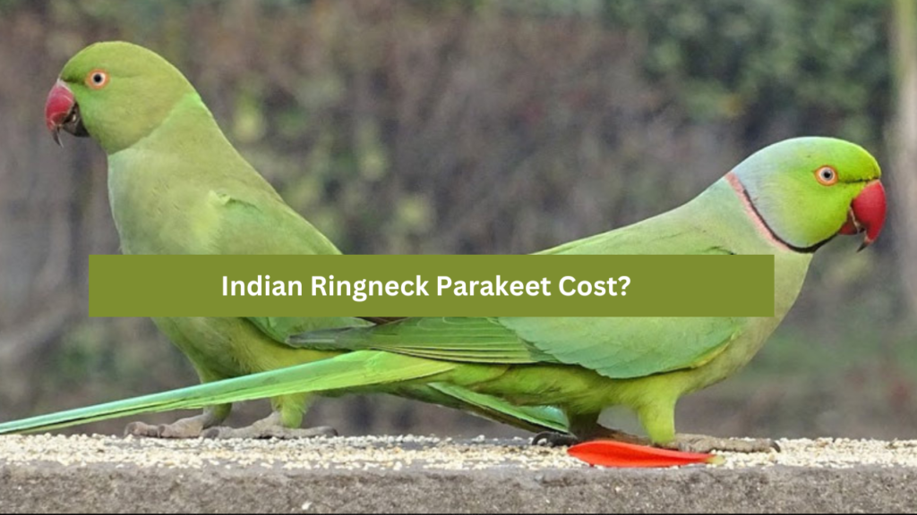 Indian Ringneck Parakeet Cost