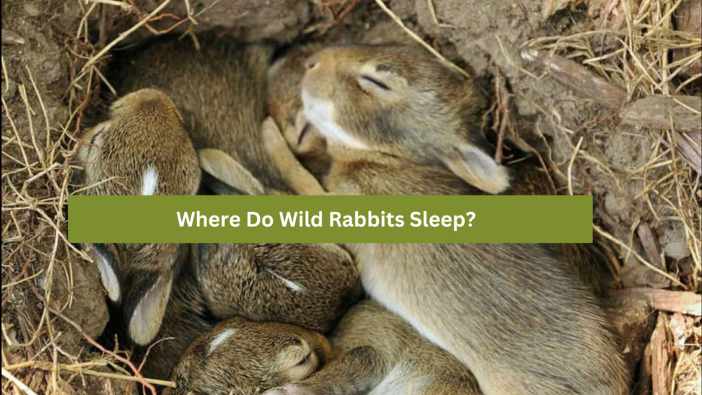 Where Do Wild Rabbits Sleep?