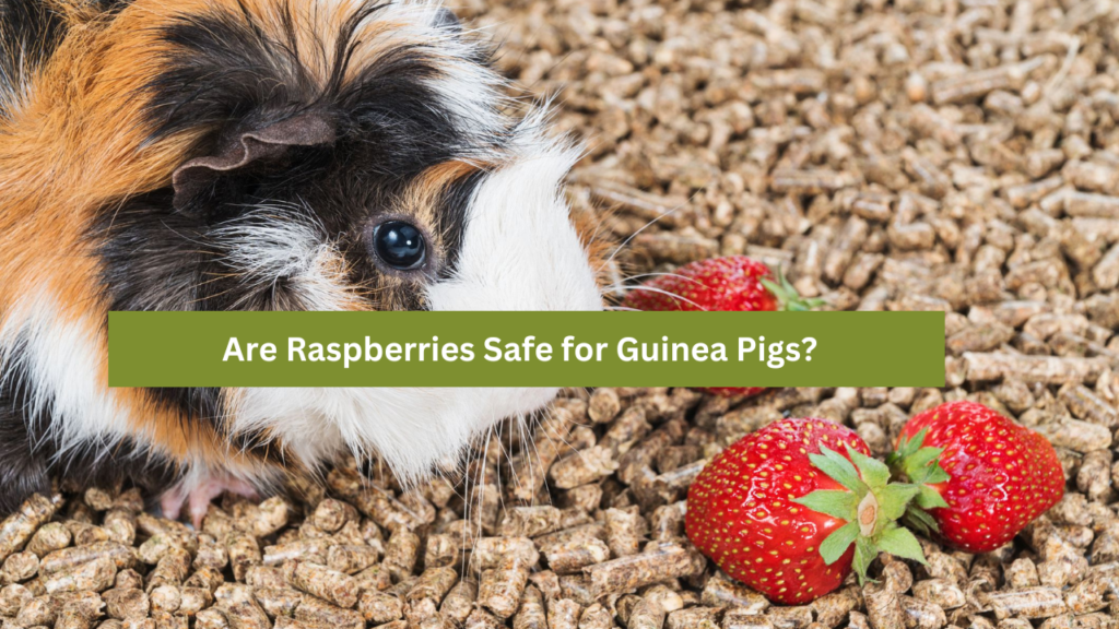 Are Raspberries Safe for Guinea Pigs